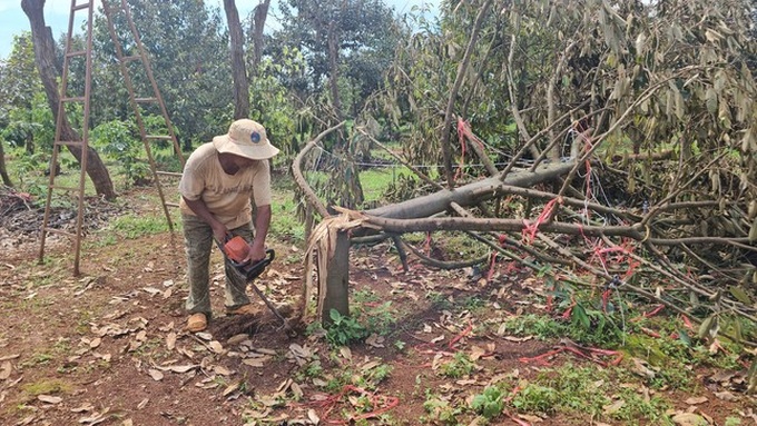 Whirlwind destroys 100 tonnes of durian in Dak Lak - 2