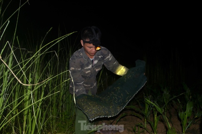 Nghe An farmers hunt grasshoppers overnight - 5 Nghe An farmers hunt grasshoppers overnight - 5