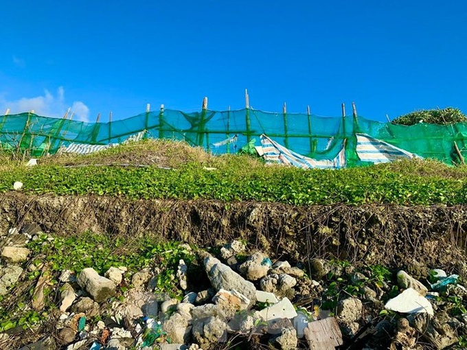 Ly Son beach severely eroded - 5 Ly Son beach severely eroded - 5