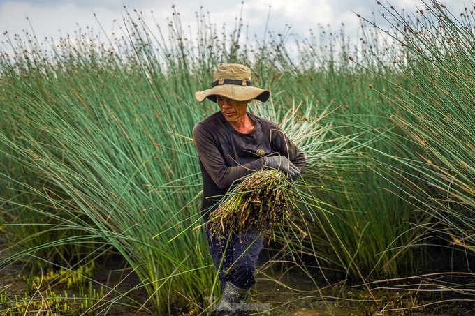 Long An farmers earn big from grass plantation - 4 Long An farmers earn big from grass plantation - 4