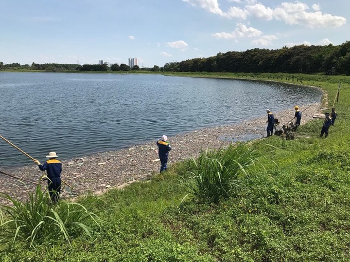 Hanoi lake experiences mass fish deaths - 5 Hanoi lake experiences mass fish deaths - 5