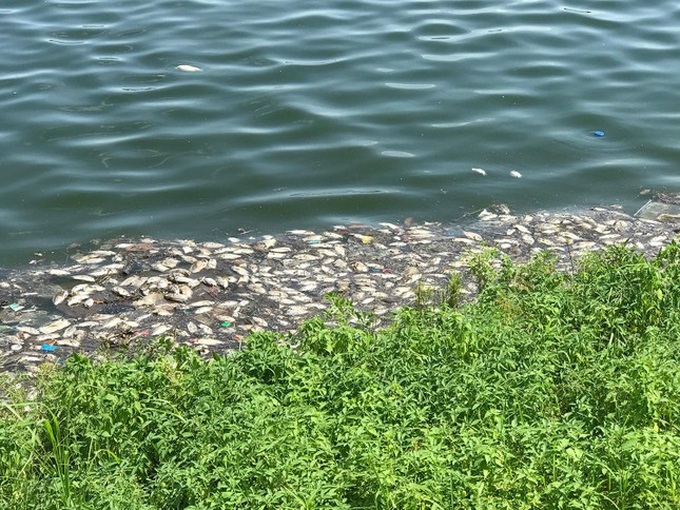 Hanoi lake experiences mass fish deaths - 4 Hanoi lake experiences mass fish deaths - 4