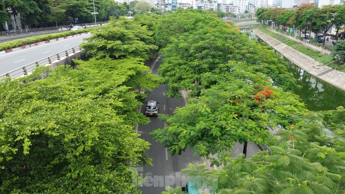 Trees help to ease blazing heat in Hanoi - 1