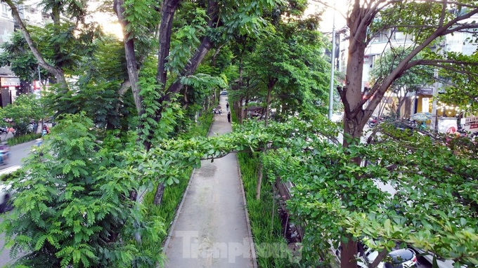 Trees help to ease blazing heat in Hanoi - 5