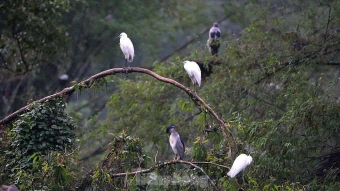 Exploring Ninh Binh bird park’s beauty - 5 Exploring Ninh Binh bird park’s beauty - 5