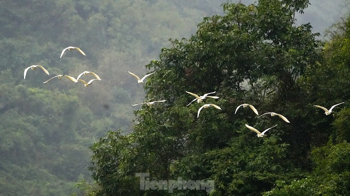 Exploring Ninh Binh bird park’s beauty - 6 Exploring Ninh Binh bird park’s beauty - 6