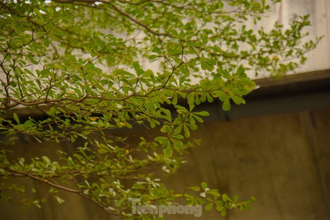 Beauty of Hanoi’s Madagascar almond road - 2