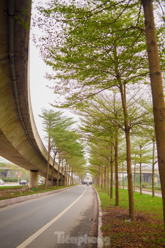 Beauty of Hanoi’s Madagascar almond road - 8