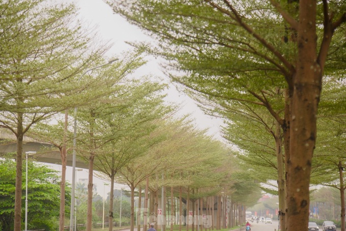 Beauty of Hanoi’s Madagascar almond road - 7