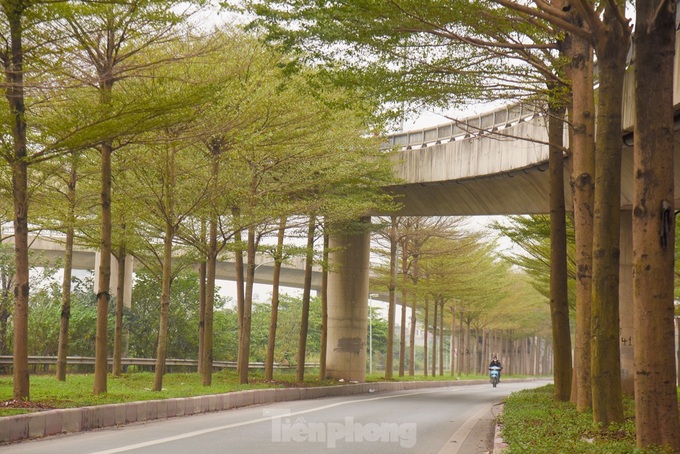 Beauty of Hanoi’s Madagascar almond road - 1