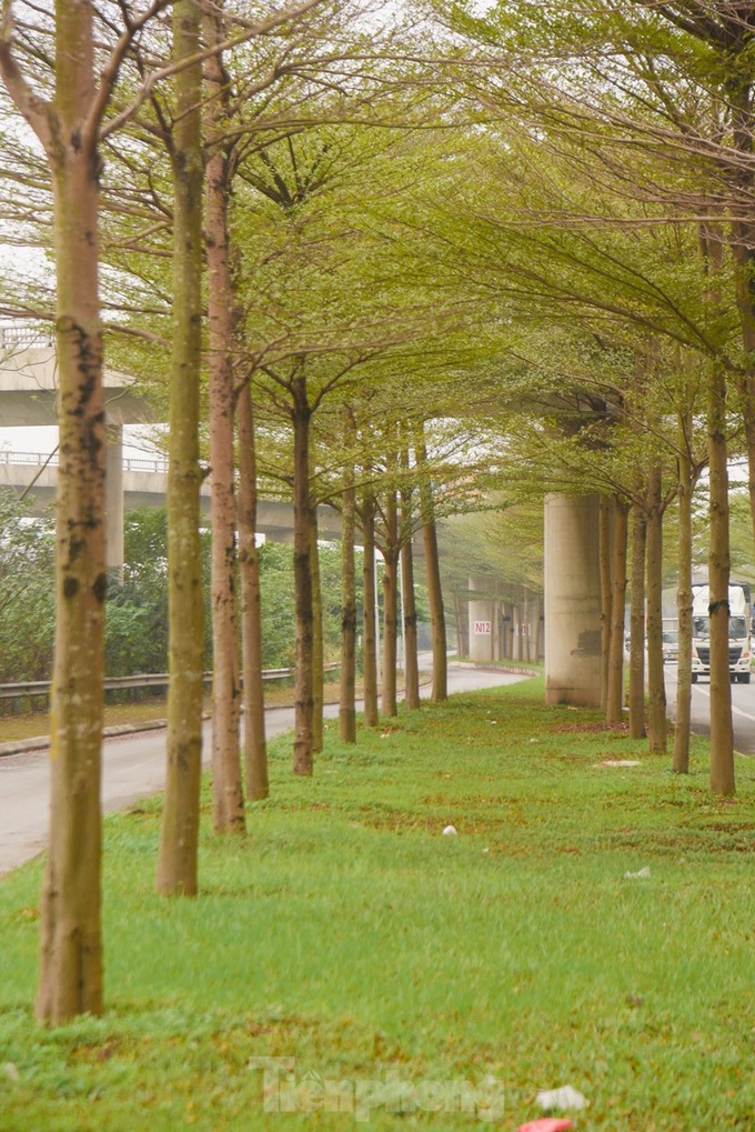 Beauty of Hanoi’s Madagascar almond road - 4