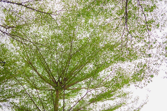 Beauty of Hanoi’s Madagascar almond road - 3