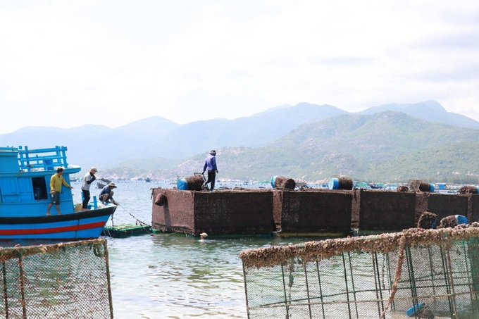 Khanh Hoa beach threatened by lobster farming - 5 Khanh Hoa beach threatened by lobster farming - 5