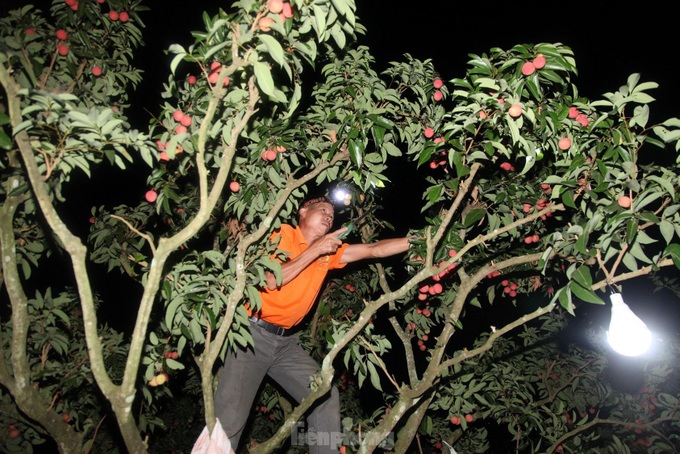 Bac Giang farmers harvest lychees at night - 4