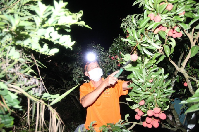 Bac Giang farmers harvest lychees at night - 2