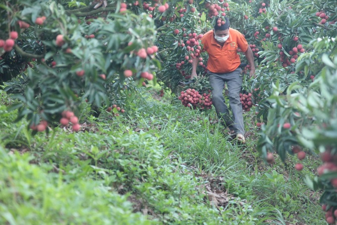 Bac Giang farmers harvest lychees at night - 6
