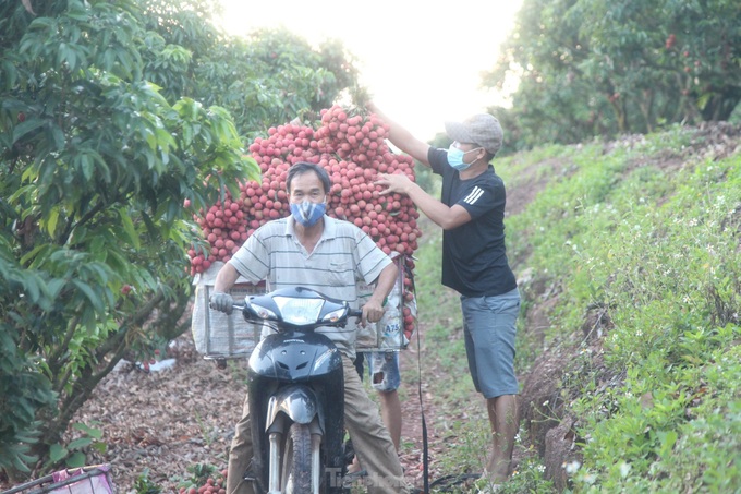 Bac Giang farmers harvest lychees at night - 7