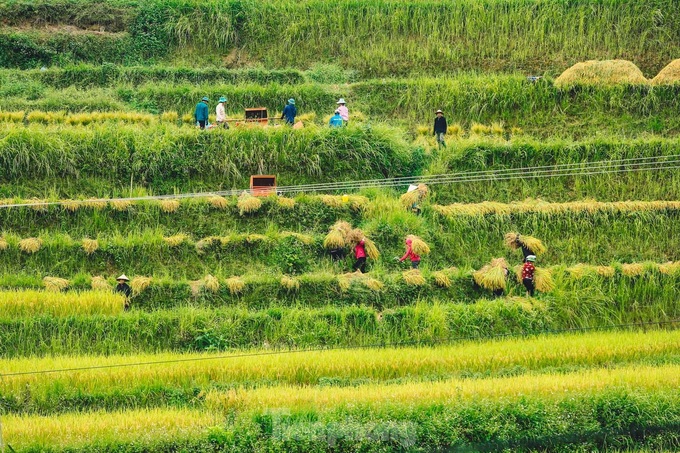 Beauty of Ha Giang terraced fields - 5 Beauty of Ha Giang terraced fields - 5
