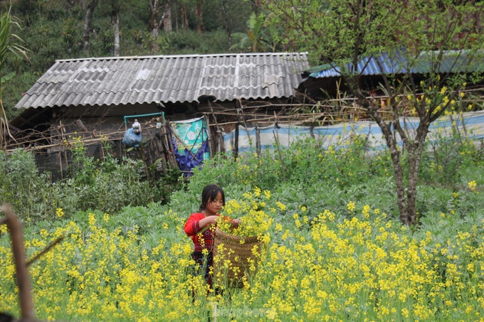 Docynia indica flower season in Lai Chau - 7 Docynia indica flower season in Lai Chau - 7