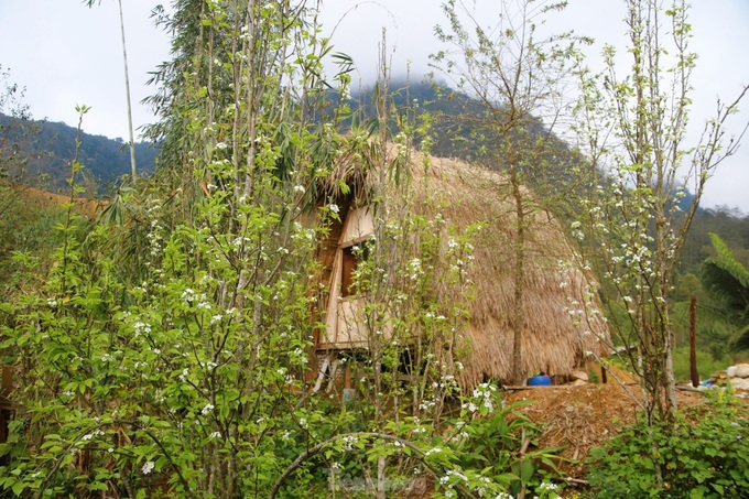 Docynia indica flower season in Lai Chau - 8 Docynia indica flower season in Lai Chau - 8