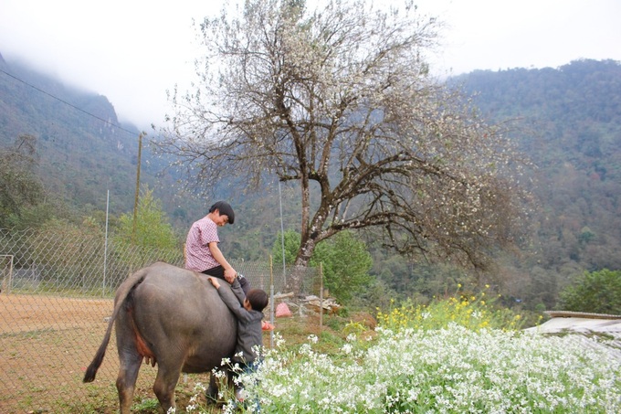 Docynia indica flower season in Lai Chau - 3 Docynia indica flower season in Lai Chau - 3