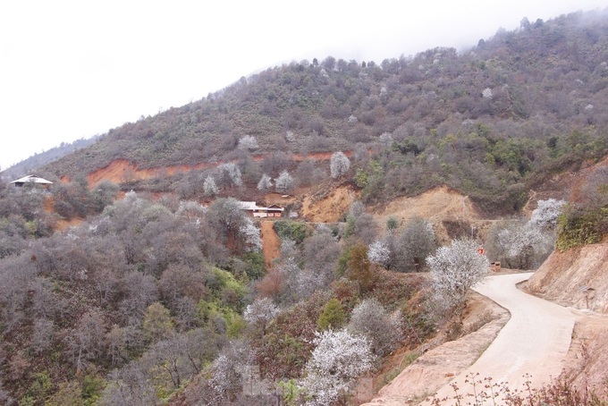 Docynia indica flower season in Lai Chau - 1 Docynia indica flower season in Lai Chau - 1