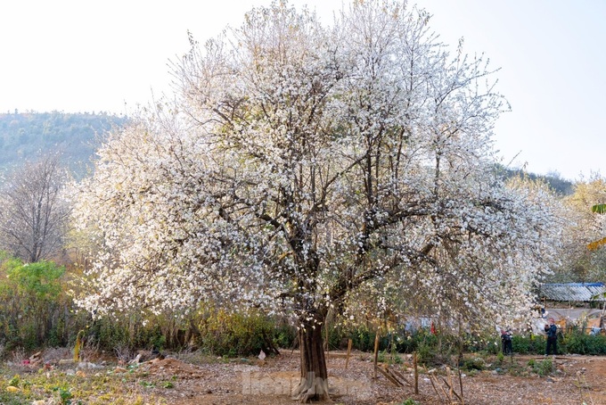 Docynia indica flower season in Lai Chau - 5 Docynia indica flower season in Lai Chau - 5