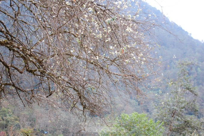 Docynia indica flower season in Lai Chau - 6 Docynia indica flower season in Lai Chau - 6