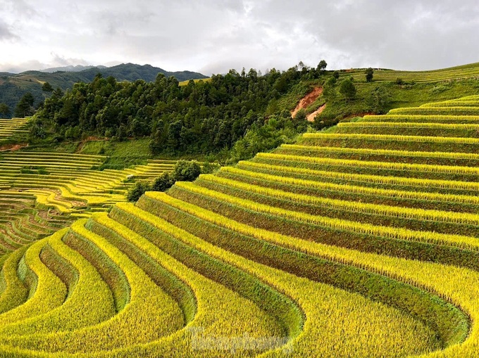 Mu Cang Chai in the rice ripening season - 7