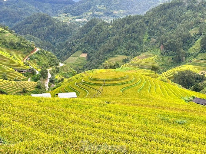 Mu Cang Chai in the rice ripening season - 6