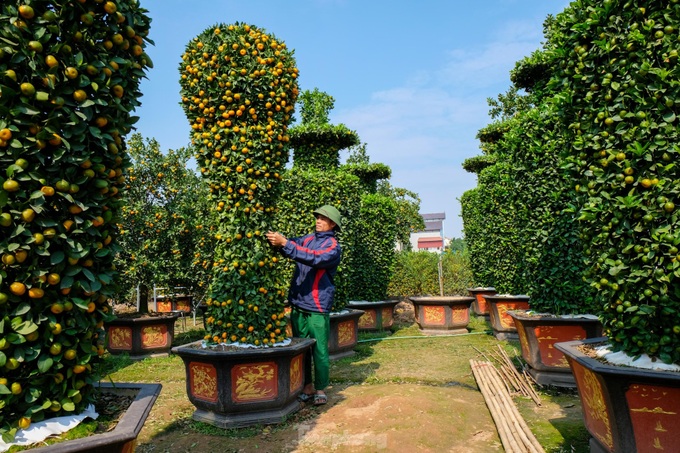 Hung Yen farmers introduce special bonsai kumquat trees for Lunar New Year decoration - 5 Hung Yen farmers introduce special bonsai kumquat trees for Lunar New Year decoration - 5