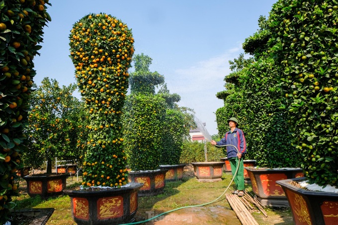 Hung Yen farmers introduce special bonsai kumquat trees for Lunar New Year decoration - 8 Hung Yen farmers introduce special bonsai kumquat trees for Lunar New Year decoration - 8