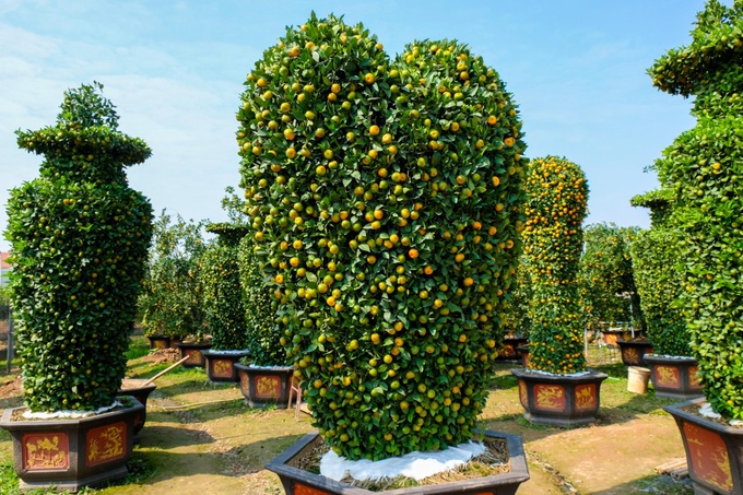 Hung Yen farmers introduce special bonsai kumquat trees for Lunar New Year decoration - 6 Hung Yen farmers introduce special bonsai kumquat trees for Lunar New Year decoration - 6