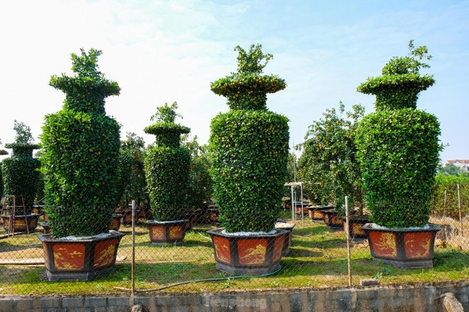 Hung Yen farmers introduce special bonsai kumquat trees for Lunar New Year decoration - 4 Hung Yen farmers introduce special bonsai kumquat trees for Lunar New Year decoration - 4