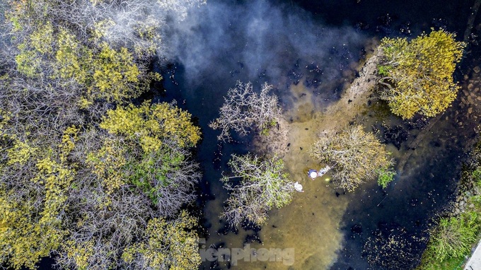 Thua Thien-Hue forest at season's change - 4