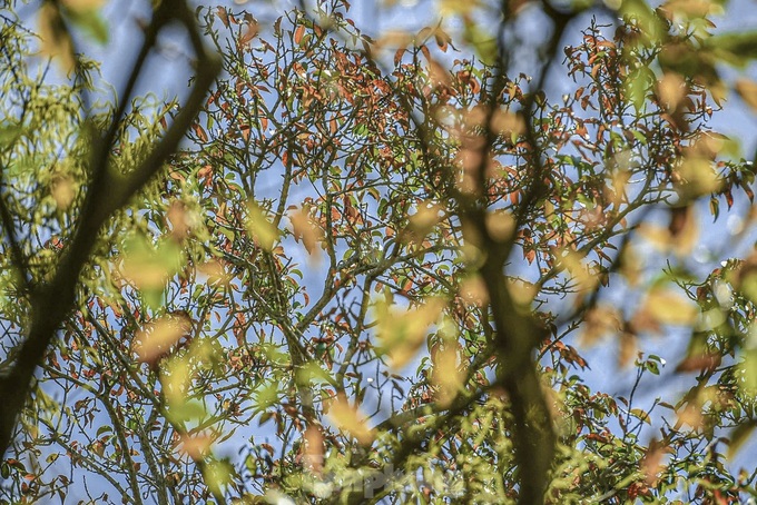 Thua Thien-Hue forest at season's change - 3