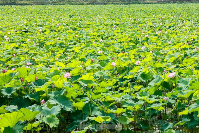 Lotus farm attract visitors in Hanoi suburbs - 6 Lotus farm attract visitors in Hanoi suburbs - 6