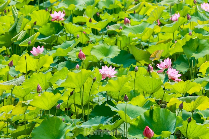 Lotus farm attract visitors in Hanoi suburbs - 2 Lotus farm attract visitors in Hanoi suburbs - 2