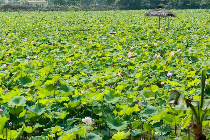 Lotus farm attract visitors in Hanoi suburbs - 1 Lotus farm attract visitors in Hanoi suburbs - 1