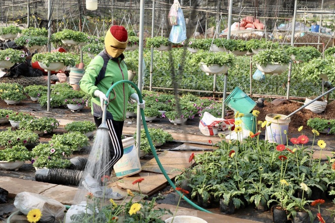 Northern flower village gears up for Tet - 10 Northern flower village gears up for Tet - 10