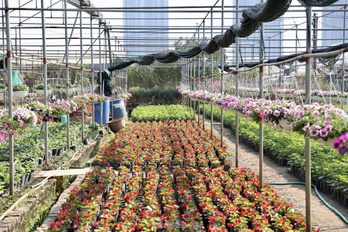 Northern flower village gears up for Tet - 9 Northern flower village gears up for Tet - 9