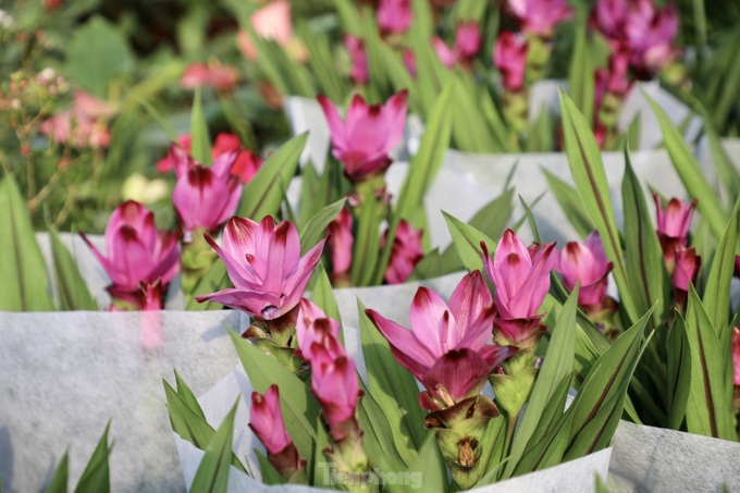 Northern flower village gears up for Tet - 3 Northern flower village gears up for Tet - 3