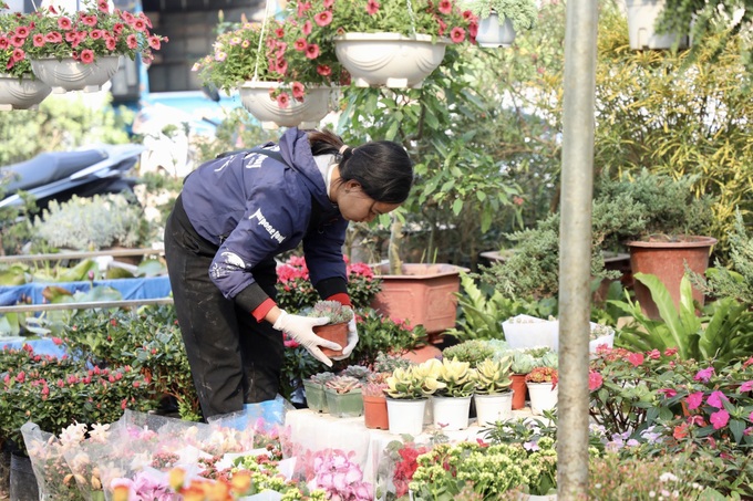 Northern flower village gears up for Tet - 4 Northern flower village gears up for Tet - 4