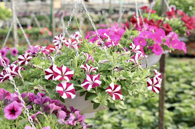 Northern flower village gears up for Tet - 6 Northern flower village gears up for Tet - 6