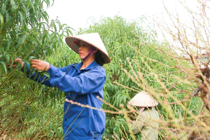 Hanoians busy pruning peach leaves before Tet - 4