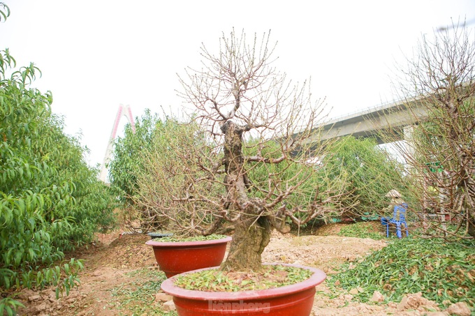 Hanoians busy pruning peach leaves before Tet - 5