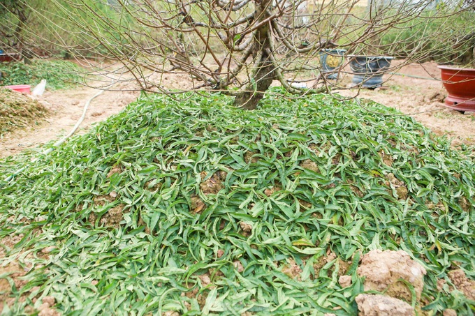 Hanoians busy pruning peach leaves before Tet - 3