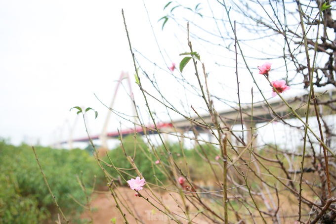Hanoians busy pruning peach leaves before Tet - 8