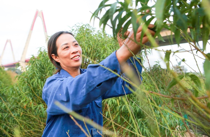 Hanoians busy pruning peach leaves before Tet - 2