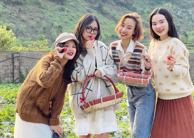 Young people flock to strawberry gardens in Moc Chau - 2 Young people flock to strawberry gardens in Moc Chau - 2